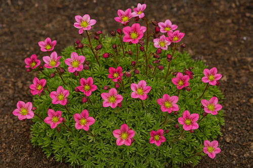 Saxifrage evergreen ground - evergreen,