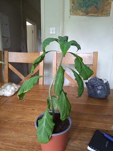 Salvia divinorum plant - salvia,