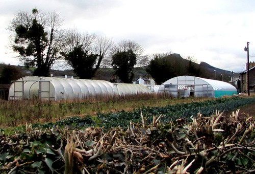 Photo 6x4 polytunnels - photo, in
