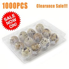 1000PCS 12-Count Quail Egg