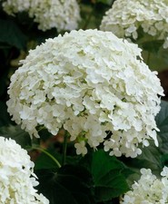 Hydrangea Annabelle Shrub in 5