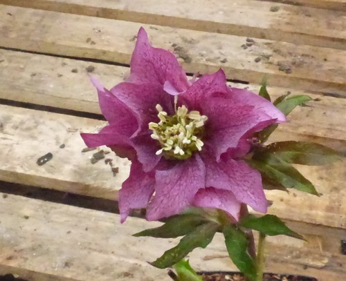 Helleborus hellebore - helleborus,