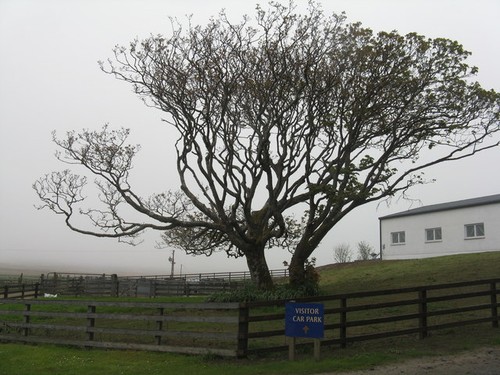 Photo 12x8 sycamore - photo,