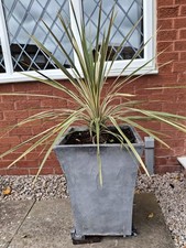 6 x fibreglass planters Garden