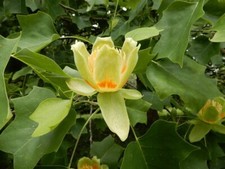 Rare Chinese Tulip Poplar Tree - Liriodendron Chinense - 40 seeds - Bonsai