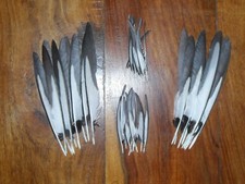 40 SMALL MAGPIE WING