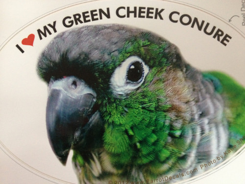 Green cheek conure parrot - green,
