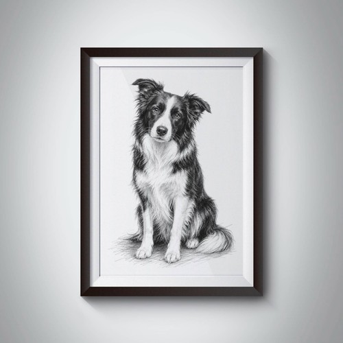Border collie sketch wall - border,