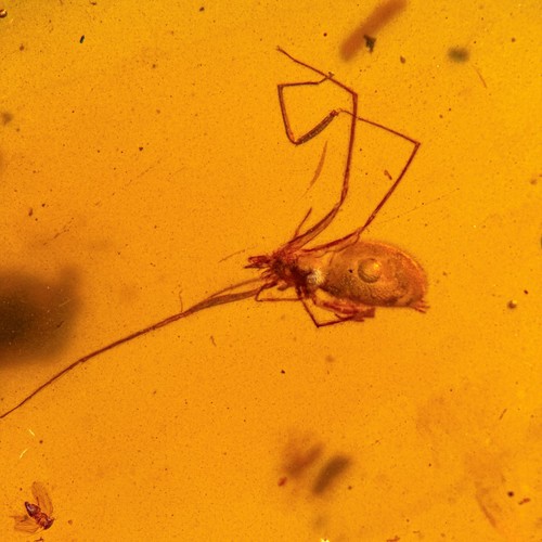 Spider with enhydro - in, burmese