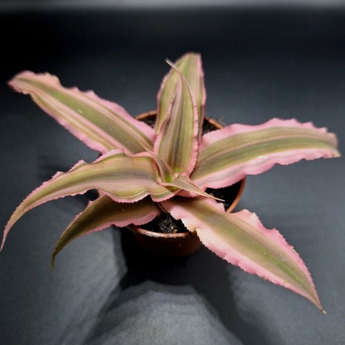 Cryptanthus rubens earth - rubens, 'earth