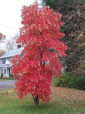 Sourwood Tree 1-2ft Tall Now