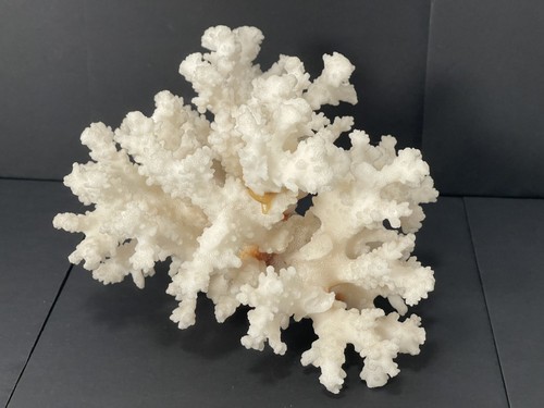 Natural white coral tree - white,