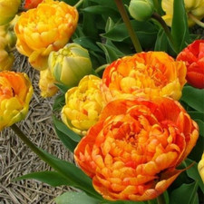 10x Tulips Sunlover Bulbs