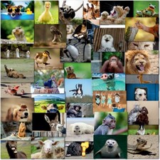 Doodlecards Pack of 40 Funny