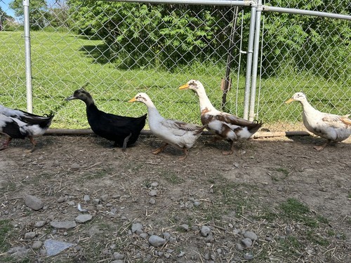 Assorted fertile duck - , eggs