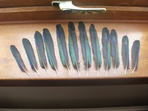 Magpie tail feathers - 12,