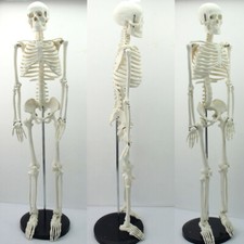85CM Human Skeleton Model 35"