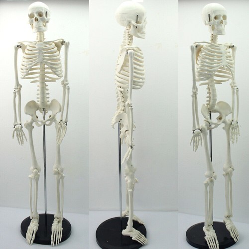 85cm human skeleton - human, 35"