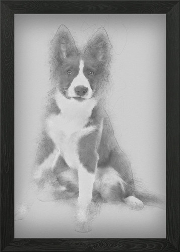 Border collie puppy mont - collie, 5
