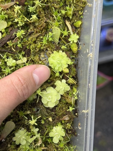 Pinguicula esseriana baby - baby,