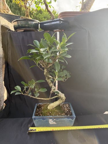 Ficus bonsai tree - ficus, blue