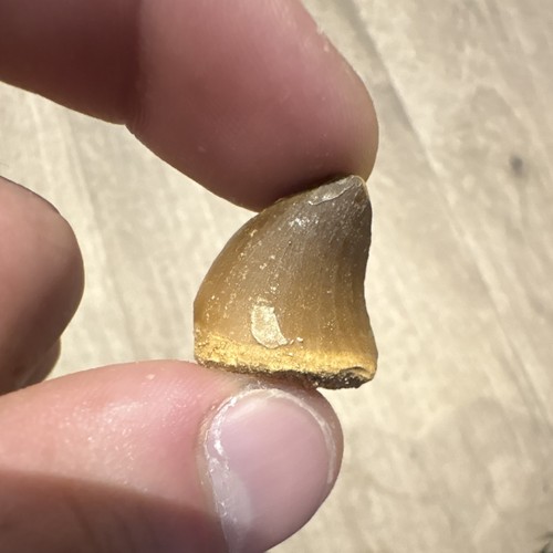 Real spinosaurus tooth - spinosaurus,