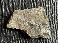 Plant Life Fossil Rock 2"