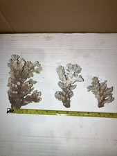 RB8 3x Dead Coral Reef Bone