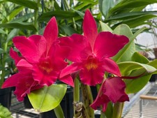 Slc. Jewel Box 'Dark Waters'