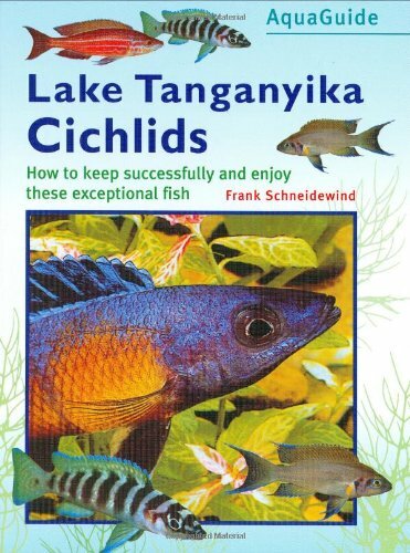 Tanganyika cichlids - tanganyika,