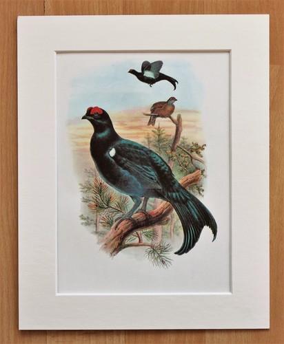 Black grouse bird asia - grouse,