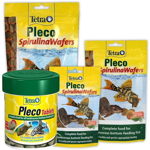 Tetra pleco bottom feeder - pleco,
