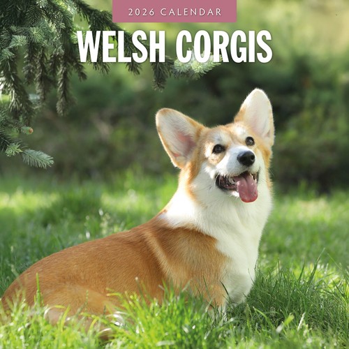 Welsh corgis 2026 square wall - welsh,
