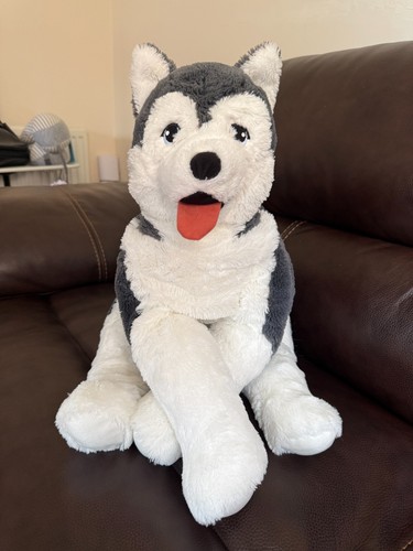 Large husky dog - husky,