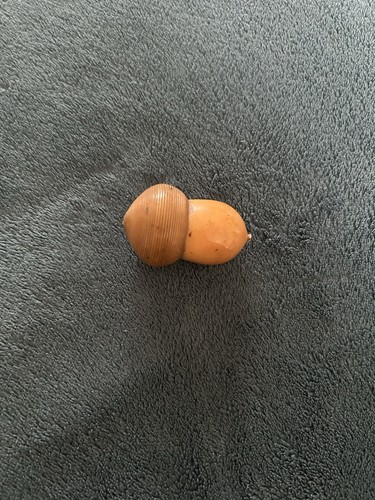 Vintage sewing thimble acorn - sewing,