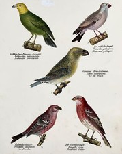 1830 PARROT, Finches - Ornithology Brodtmann hand coloured FOLIO lithograph
