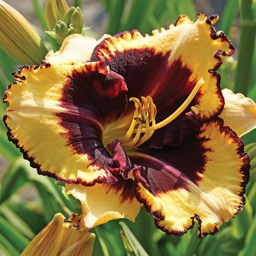 Hemerocallis tiger blood - tiger,