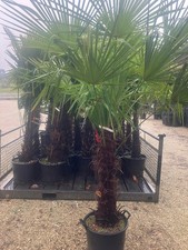 Trachycarpus fortunei Fan Palm UK hardy 50L Pot 100cm Clear Trunk 150cm Tall