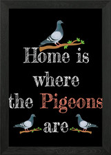Homing pigeons gift - homing,