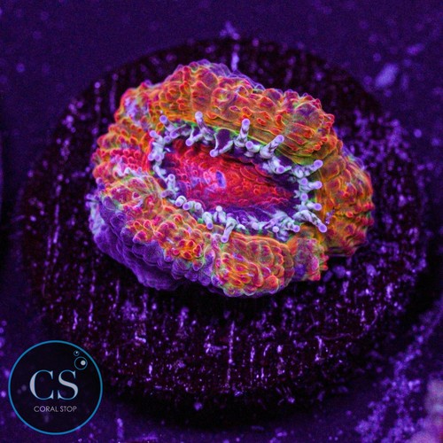 Jawbreaker acan - gb,
