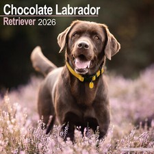 Chocolate Labrador Retriever