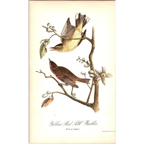 Yellow red poll - poll, warbler,