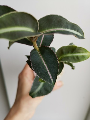 Labisia pumila tropical - |,