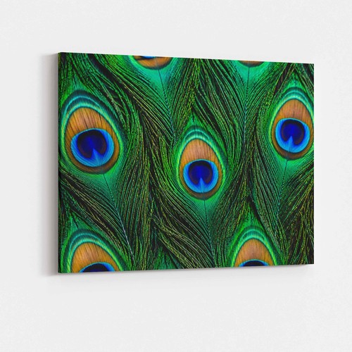 Peacock feather print canvas - peacock,