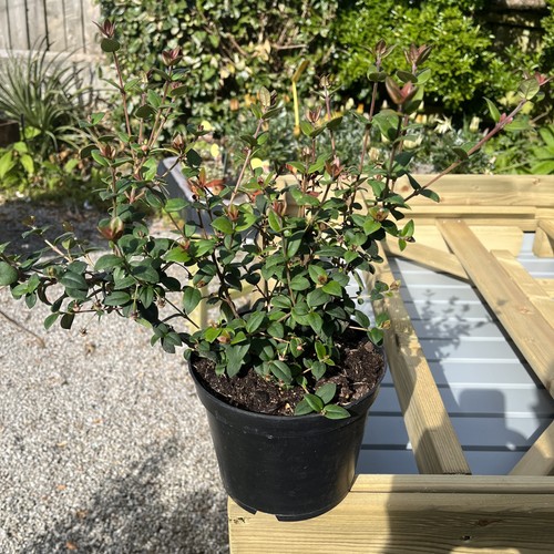 Chilean guava ugni - guava,