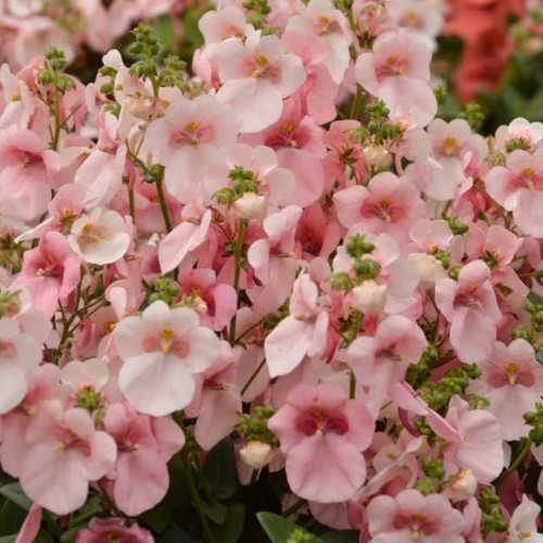 Diascia plug plants twinspur