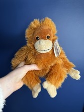 Iceland Orangutan Rang-Tan