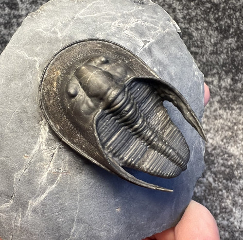 Harpes aff perradiatus - harpes,