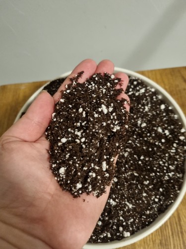 Organic house plant - plant, compost