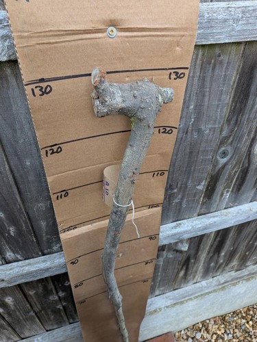Blackthorn walking stick shank - walking,